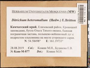 Ditrichum heteromallum (Hedw.) E. Britton, Bryophytes, Bryophytes - Chukotka & Kamchatka (B21) (Russia)