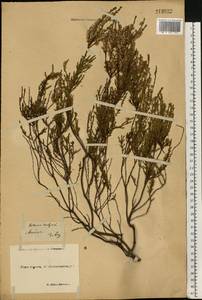 Calluna vulgaris (L.) Hull, Eastern Europe, North-Western region (E2) (Russia)