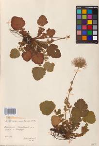 Geum montanum L., Eastern Europe, West Ukrainian region (E13) (Ukraine)