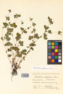 Potentilla centigrana Maxim., Siberia, Russian Far East (S6) (Russia)