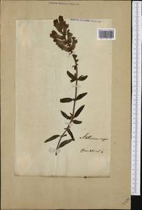 Antirrhinum majus L., Western Europe (EUR) (Not classified)