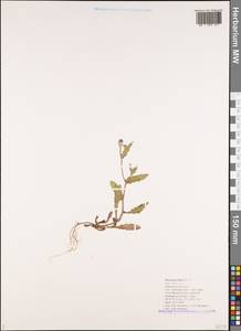 Picris pauciflora Willd., Caucasus, Black Sea Shore (from Novorossiysk to Adler) (K3) (Russia)