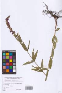 Lythrum salicaria L., Eastern Europe, North-Western region (E2) (Russia)