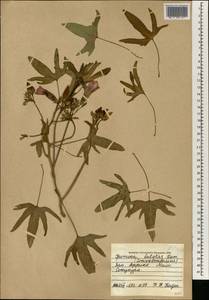 Ipomoea batatas (L.) Lam., Africa (AFR) (Mali)