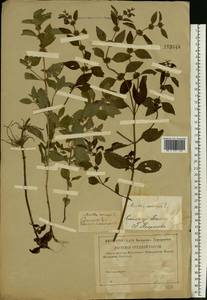 Mentha arvensis L., Eastern Europe, North-Western region (E2) (Russia)
