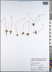 Pinguicula variegata Turcz., Siberia, Central Siberia (S3) (Russia)