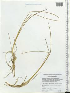 Scheuchzeria palustris L., Siberia, Russian Far East (S6) (Russia)