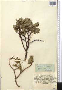 Salix alatavica Kar. & Kir. ex Stschegl., Middle Asia, Dzungarian Alatau & Tarbagatai (M5) (Kazakhstan)