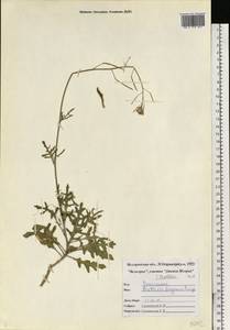 Matthiola fragrans (Fisch.) Bunge, Eastern Europe, Central forest-and-steppe region (E6) (Russia)
