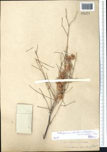 Calligonum aphyllum (Pall.) Gürke, Middle Asia, Karakum (M6) (Turkmenistan)