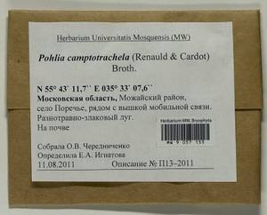 Pohlia camptotrachela (Renauld & Cardot) Broth., Bryophytes, Bryophytes - Moscow City & Moscow Oblast (B6a) (Russia)