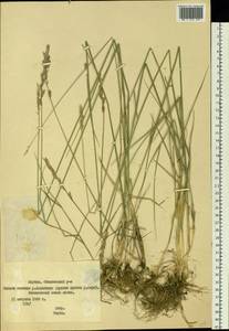 Elymus lanceolatus (Scribn. & J.G.Sm.) Gould, Siberia, Yakutia (S5) (Russia)