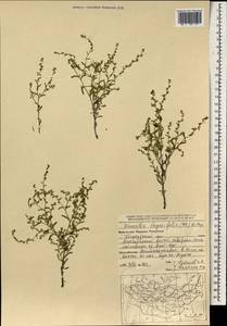 Hackelia thymifolia (A. DC.) I. M. Johnst., Mongolia (MONG) (Mongolia)