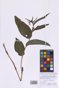 Epipactis helleborine (L.) Crantz, Eastern Europe, Moscow region (E4a) (Russia)