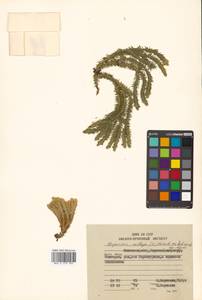 Huperzia selago (L.) Bernh., Siberia, Chukotka & Kamchatka (S7) (Russia)