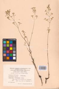 Silene baschkirorum Janisch., Eastern Europe, Eastern region (E10) (Russia)