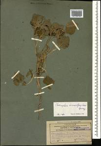 Chrozophora tinctoria (L.) A.Juss., Caucasus, Armenia (K5) (Armenia)