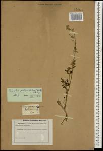 Tanacetum partheniifolium (Willd.) Sch. Bip., Caucasus (no precise locality) (K0)