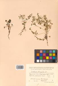 Cochlearia groenlandica L., Siberia, Russian Far East (S6) (Russia)