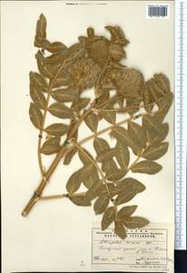 Astragalus eximius Bunge, Middle Asia, Pamir & Pamiro-Alai (M2)