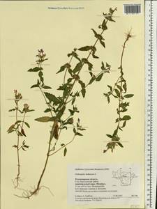 Galeopsis ladanum L., Eastern Europe, Central region (E4) (Russia)