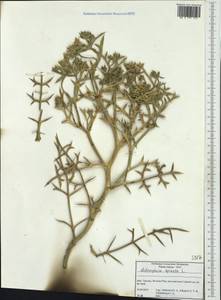 Echinophora spinosa L., Western Europe (EUR) (Italy)