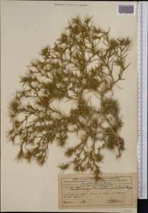 Ceratocarpus arenarius L., Middle Asia, Western Tian Shan & Karatau (M3) (Kazakhstan)