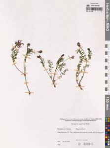 Astragalus tugarinovii Basil., Siberia, Chukotka & Kamchatka (S7) (Russia)