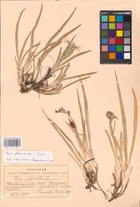 Iris humilis Georgi, Eastern Europe, Eastern region (E10) (Russia)