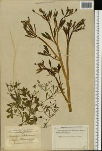 Ranunculus sceleratus L., Eastern Europe, Latvia (E2b) (Latvia)