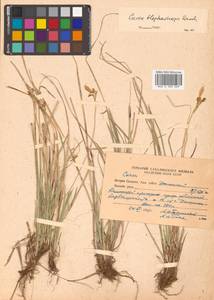 Carex blepharicarpa Franch., Siberia, Russian Far East (S6) (Russia)