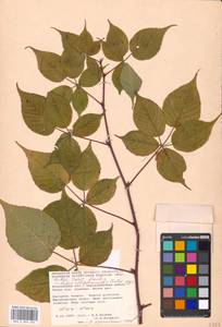 Rubus allegheniensis Porter, Eastern Europe, Moscow region (E4a) (Russia)