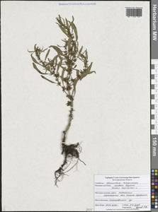 Rumex maritimus L., Eastern Europe, Central forest-and-steppe region (E6) (Russia)