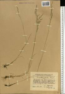 Puccinellia gigantea (Grossh.) Grossh., Eastern Europe, South Ukrainian region (E12) (Ukraine)