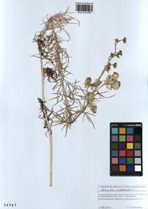 Aconitum anthoroideum DC., Siberia, Altai & Sayany Mountains (S2) (Russia)