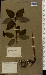 Lysimachia verticillaris Spreng., Caucasus (no precise locality) (K0)