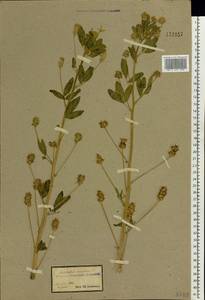 Trigonella caerulea (L.)Ser., Eastern Europe, South Ukrainian region (E12) (Ukraine)