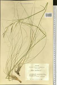 Stipa capillata L., Siberia, Altai & Sayany Mountains (S2) (Russia)