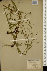 Picris hieracioides L., Caucasus, Stavropol Krai, Karachay-Cherkessia & Kabardino-Balkaria (K1b) (Russia)