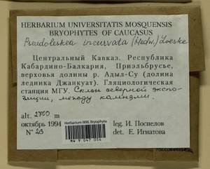 Lescuraea incurvata, Bryophytes, Bryophytes - North Caucasus & Ciscaucasia (B12) (Russia)