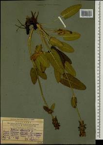 Betonica officinalis L., Caucasus, Georgia (K4) (Georgia)