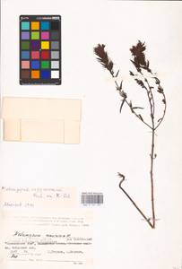 MHA 0 161 327, Melampyrum arvense L., Eastern Europe, Lower Volga region (E9) (Russia)