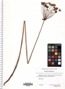 Butomus umbellatus L., Eastern Europe, Eastern region (E10) (Russia)