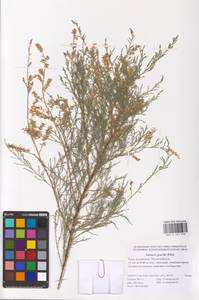 Tamarix gracilis Willd., Eastern Europe, Lower Volga region (E9) (Russia)