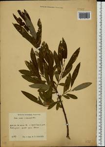 Salix cinerea × viminalis, Eastern Europe, Volga-Kama region (E7) (Russia)