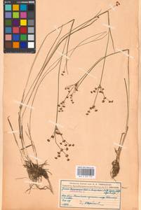 Juncus articulatus L., Eastern Europe, Moscow region (E4a) (Russia)