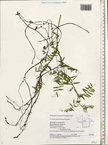 Cuscuta lupuliformis Krock., Eastern Europe, Central region (E4) (Russia)