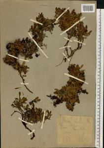 Arctostaphylos alpinus (L.) Spreng., Eastern Europe, Northern region (E1) (Russia)