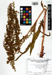 Rumex stenophyllus Ledeb., Siberia, Baikal & Transbaikal region (S4) (Russia)