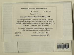 Brachytheciastrum trachypodium (Brid.) Ignatov & Huttunen, Bryophytes, Bryophytes - Krasnoyarsk Krai, Tyva & Khakassia (B17) (Russia)